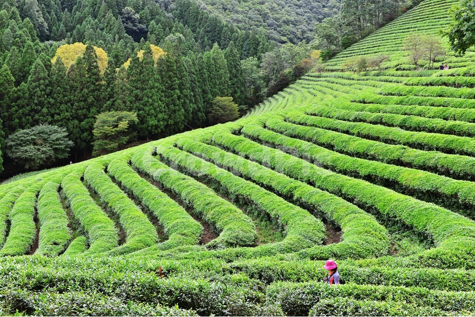 전남,보성,대한다원,패턴,사람,연인,outdoors,옥외,nature,자연,보성대한다원,보성다원,녹차,녹차잎,대한다원봄,보성다원봄,자연,풍경,nature,landscape,한국자연풍경,한국자연경관,korea nature landscape,농업,농사,agriculture,farming,farming industry