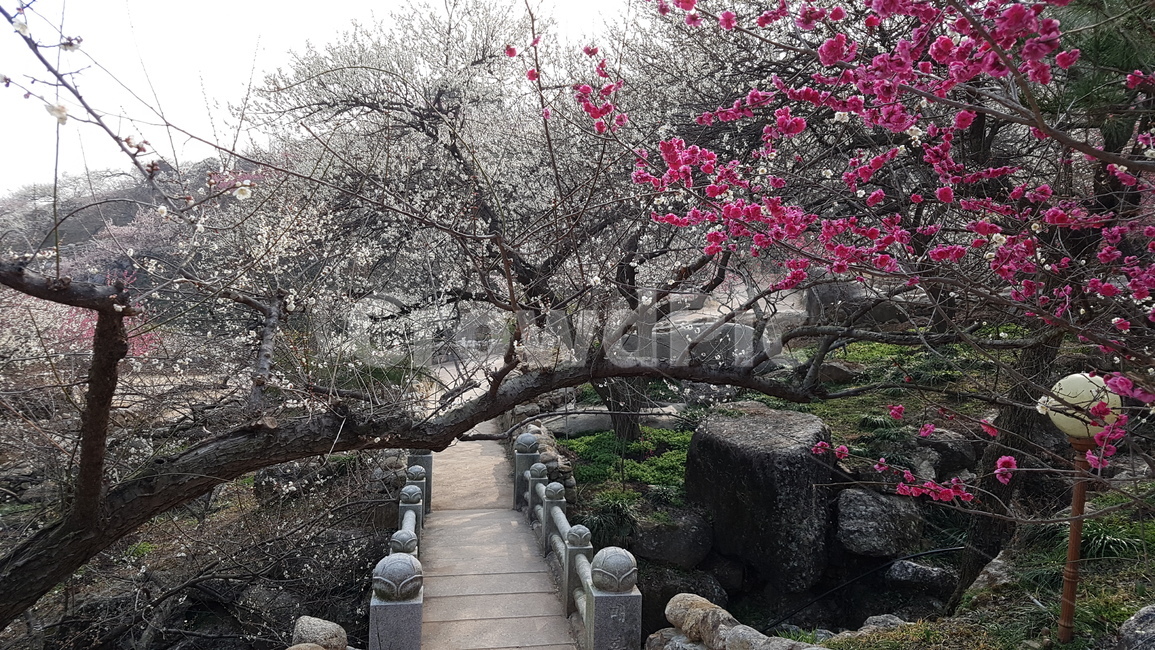 광양,매화,매화축제,광양매화마을,홍쌍리매화마을,봄,계절,spring,season,자연,풍경,nature,landscape,plant,식물,blossom,꽃,flower