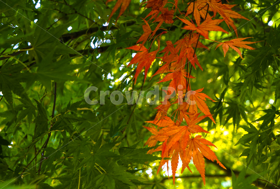 나무,단풍,가을,식물,변색,탈색,자연,가을,계절,fall,autumn,season,plant,leaf,잎,tree,maple