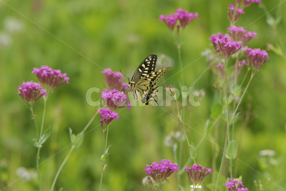 곤충,나비,야생화,자연,호랑나비,식물,자연,plants,nature,꽃,flower,동물,animal,곤충,벌레,insect,bug