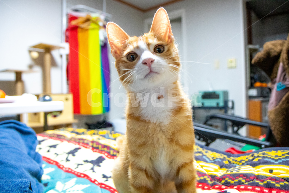 고양이,아기고양이,아가고양이,작은고양이,치즈고양이,코숏,치즈태비,동물,animal,포유류,mammal,고양이,cat,kitten,kitty