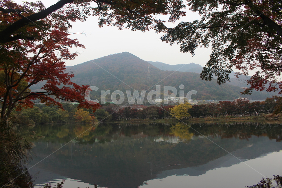 자연,경관,경치,가을,연못,풍경,fall,nature,outdoors,plant,나무,tree,식물,가을,계절,fall,autumn,season