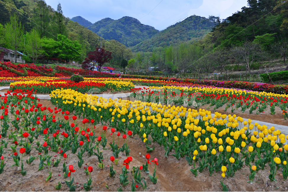 무등산,동적골,튤립축제,철쭉,노랑,빨강,봄,계절,패턴,tulip,튤립,plant,식물,blossom,flower,꽃,자연,풍경,nature,landscape