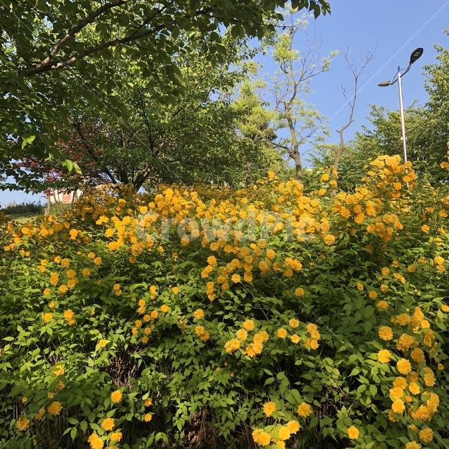 자연,식물,꽃,나무,하늘,노랑,초록,nature,plants,flower,tree,sky,yellow,green,skyblue,shokubutsu,hana,ki,sora,kiiro,midori,식물,자연,plants,nature,꽃,flower