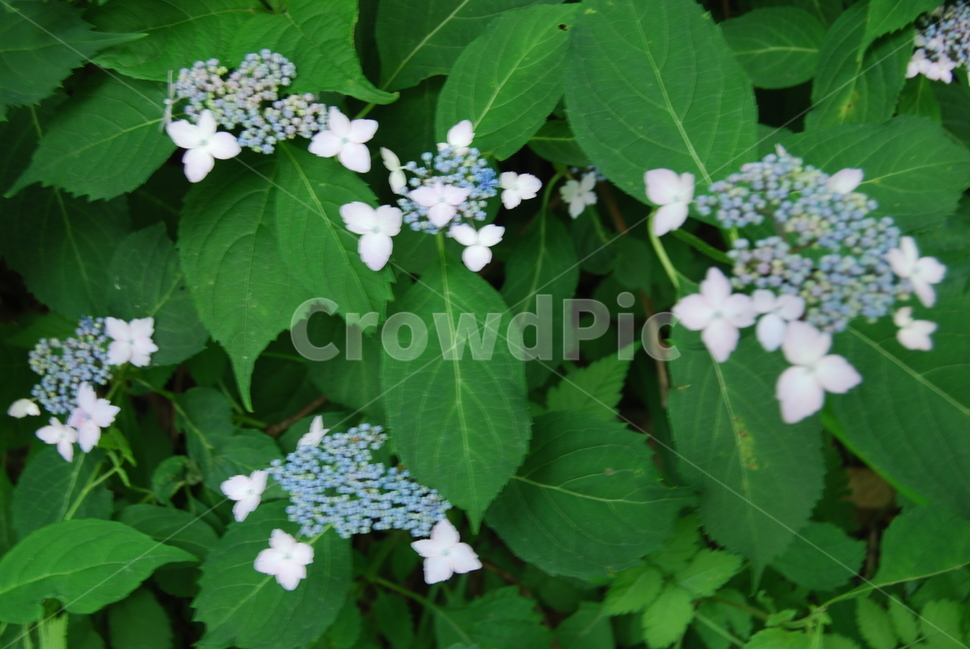 마대산,봄,자연휴양림,야생,공원,식물,자연,plants,nature,꽃,flower