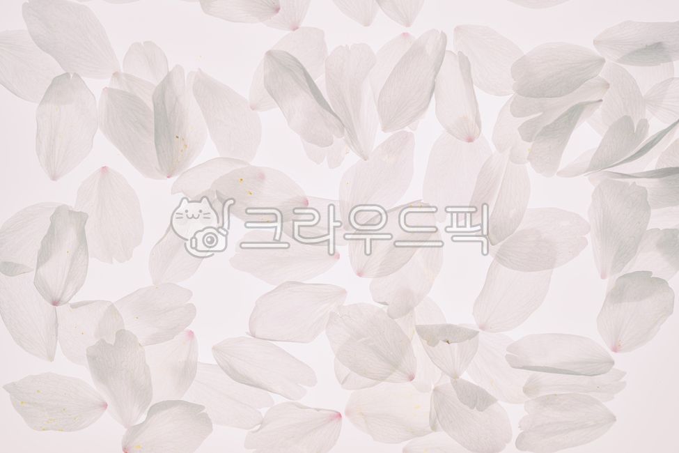 벚꽃,꽃잎,꽃,배경,패턴,질감