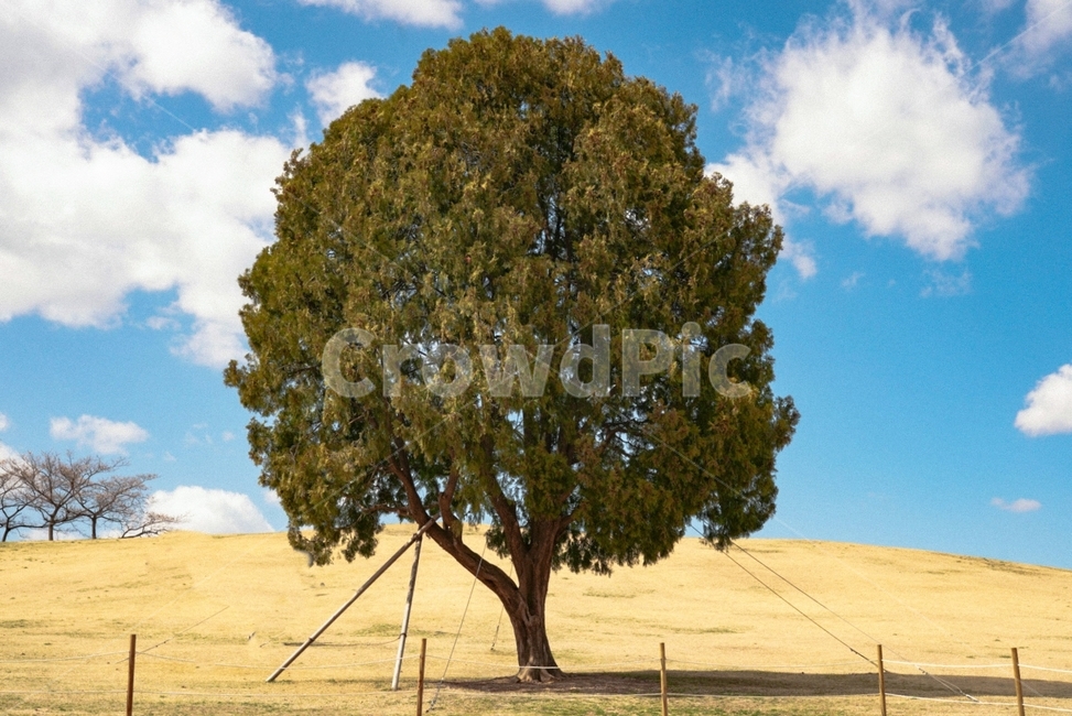 나무,나홀로나무,하늘,맑은하늘,구름,올림픽공원,올림픽,서울,서울공원,공원,풍경,감성,느낌,tree,sky,olympicpark,park,olympic,alonetree,seoul,나무,trees,wood