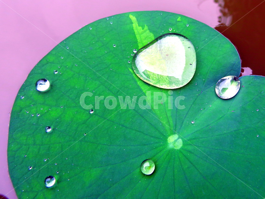 leaf,잎,plant,식물,droplet,작은물방울,이슬,비,빗방울,연꽃,연잎,dew,rain,water,식물,자연,plants,nature