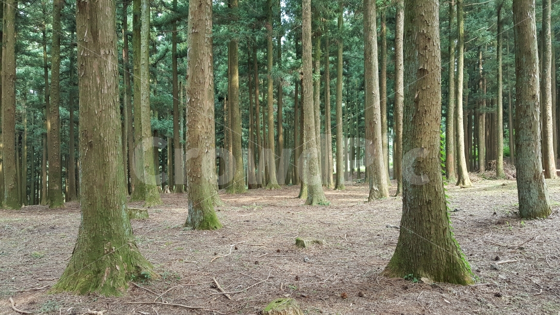 숲,나무,숲길,산림욕,산,자연,등산,건강,힐링,풍경,자연,풍경,nature,landscape,휴식,힐링,rest,relaxation,healing,tree,plant,식물,tree trunk,나무 줄기