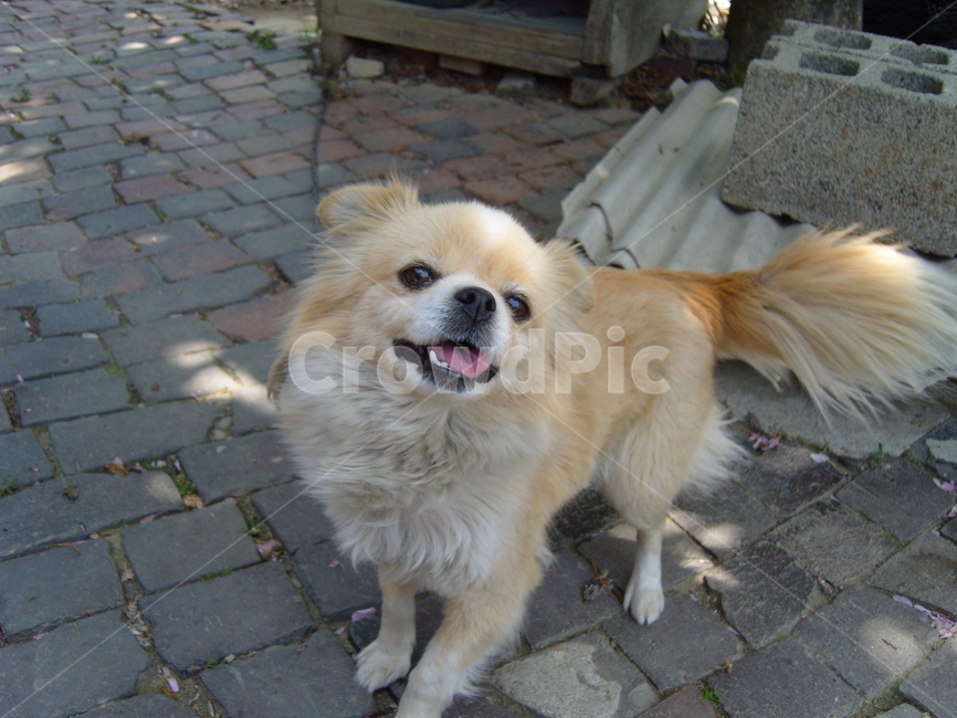 개,강아지,동물,포유류,animal,동물,animal,포유류,mammal,개,강아지,dog,doggy