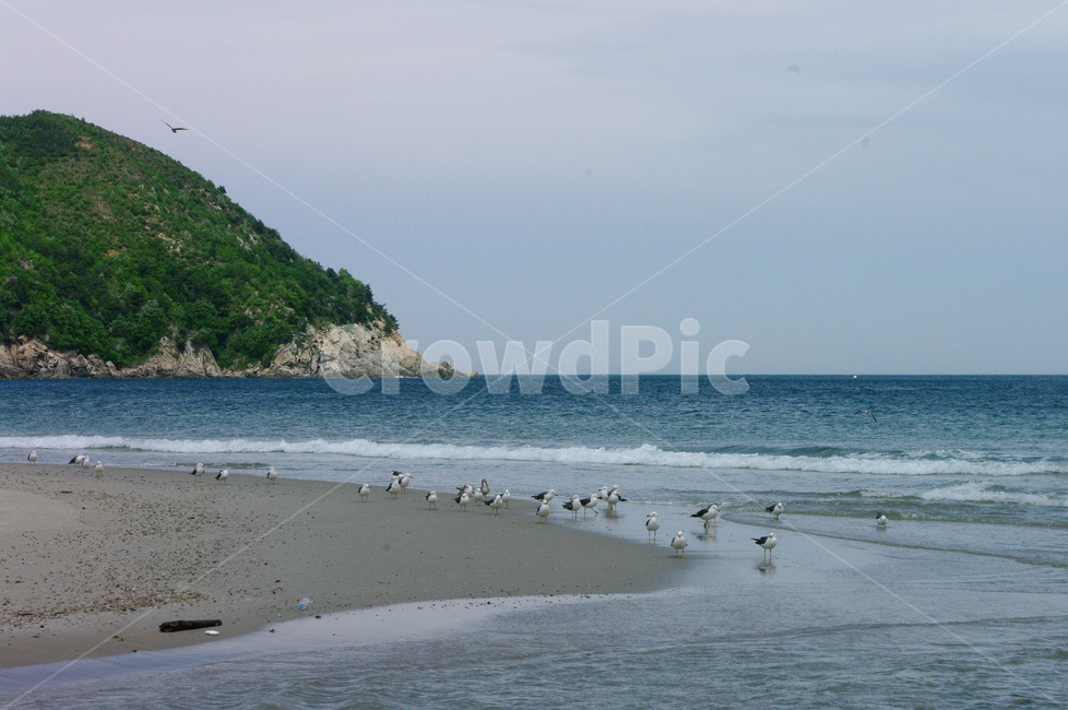 sea,자연,바다,해안선,갈매기,조나단