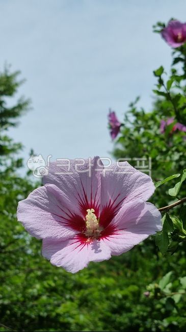plant,식물,무궁화,초록,쌍떡잎식물,아욱과,roseofsharon,근화,우리나라꽃,하늘,꽃