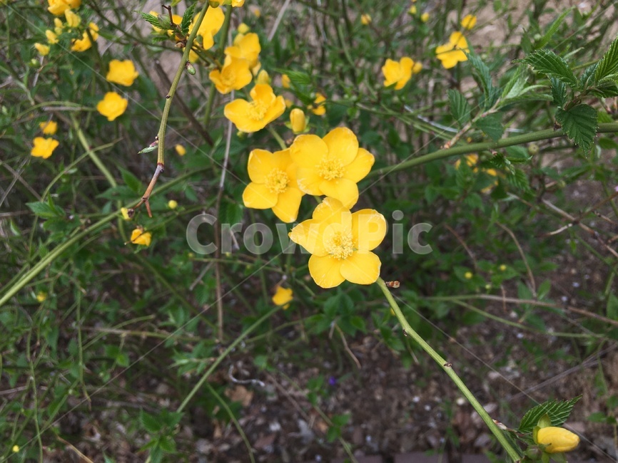 plant,식물,flower,blossom,꽃,제라늄,geranium,노란꽃