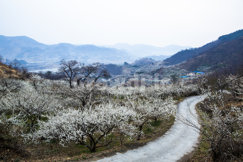 매화,매화꽃,매실농원,광양,길,plum,plumblossoms,plumplantation,봄,계절,spring,season,자연,풍경,nature,landscape,gravel,자갈,dirt road,흙길,road,도로