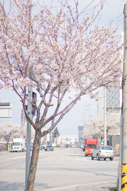 벗꽃,봄,나무,핑크,힐링,봄,계절,spring,season,automobile,자동차,car,차,vehicle,차량,transportation,교통,plant,식물