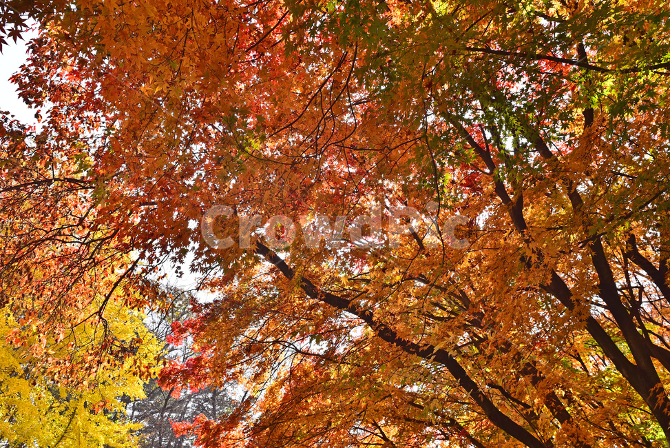 가을,단풍,한국자연경관,한국자연풍경,단풍잎,가을배경,계절,시즌,autumn,fall,background,maple,outdoor,야외,옥외,아웃도어,자연,배경,바탕,백그라운드,환경,leaf,natural,environment,forest,단풍숲,힐링,healing,tree,나무,plant,식물,가을,계절,fall,autumn,season,잎