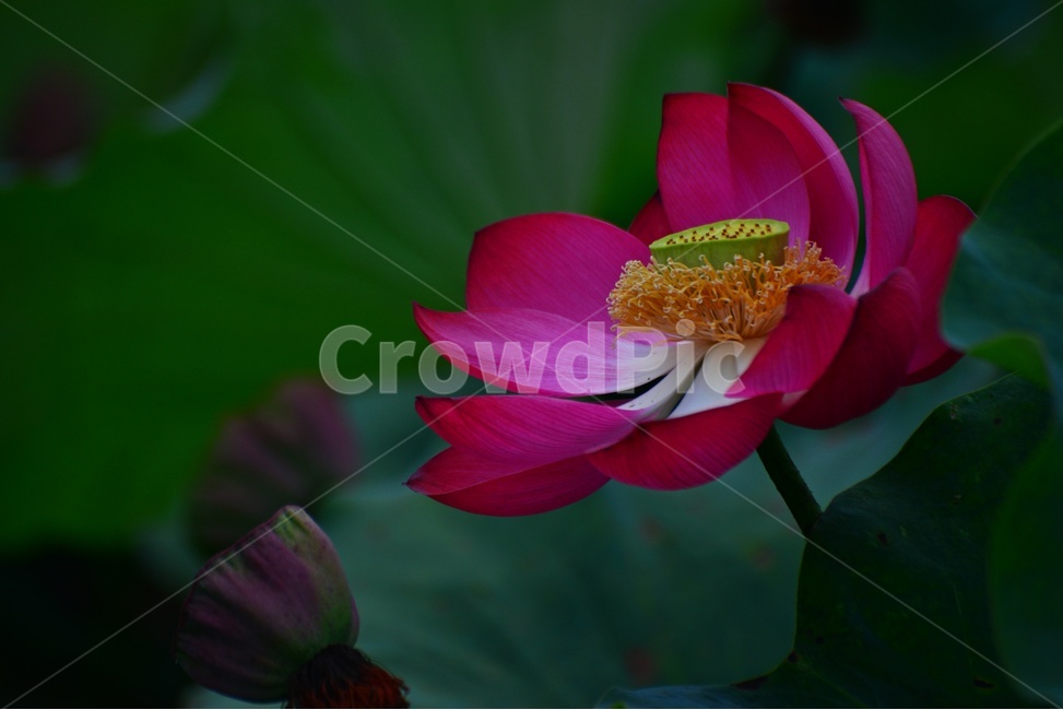 flower,blossom,꽃,petal,꽃잎,plant,식물,부여,궁남지,연꽃축제,수련,연꽃,홍연