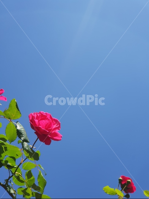 장미,로즈,rose,red,bluesky,파란하늘,꽃,flower,redflower,pretty,beautiful,pure,식물,자연,plants,nature,꽃,flower