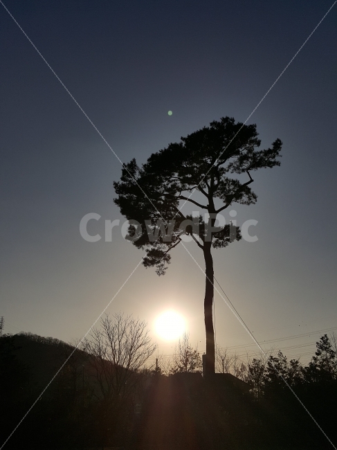 식물,소나무,해,실루엣,자연,자연,풍경,nature,landscape,식물,plants,실루엣,그림자,silhouette,shadow,light,빛,flare,플레어,outdoors,옥외