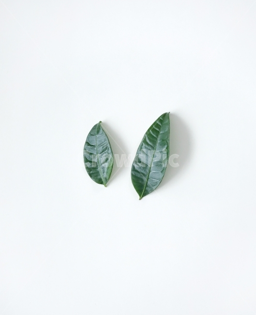 나뭇잎,잎,녹색,prop,object,leaves,leaf,decoration,whitebackground,natural,green,연출,컨셉,콘셉,direction,concept,누끼,remove background