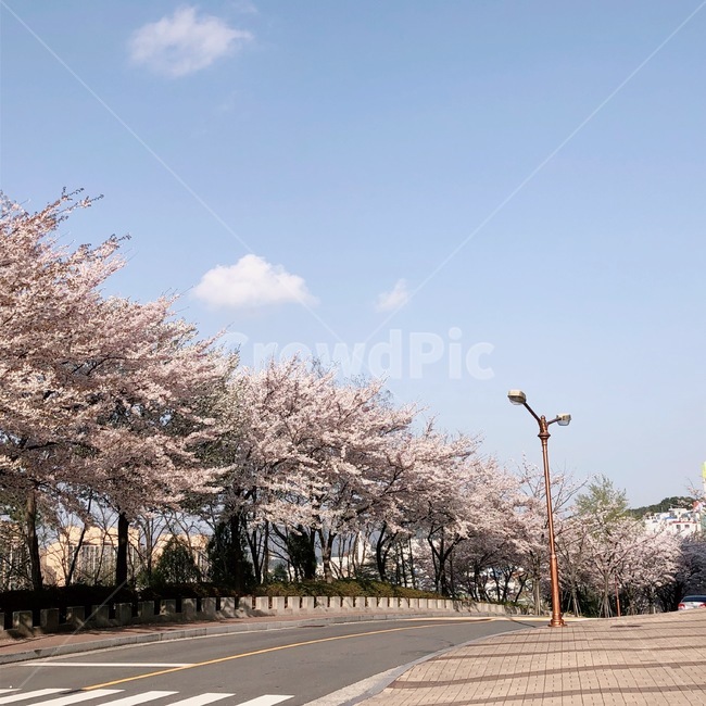 blue,sky,blossom,flower,인간,꽃,color,색채,색감,pink,하늘,봄,plant,식물,구름