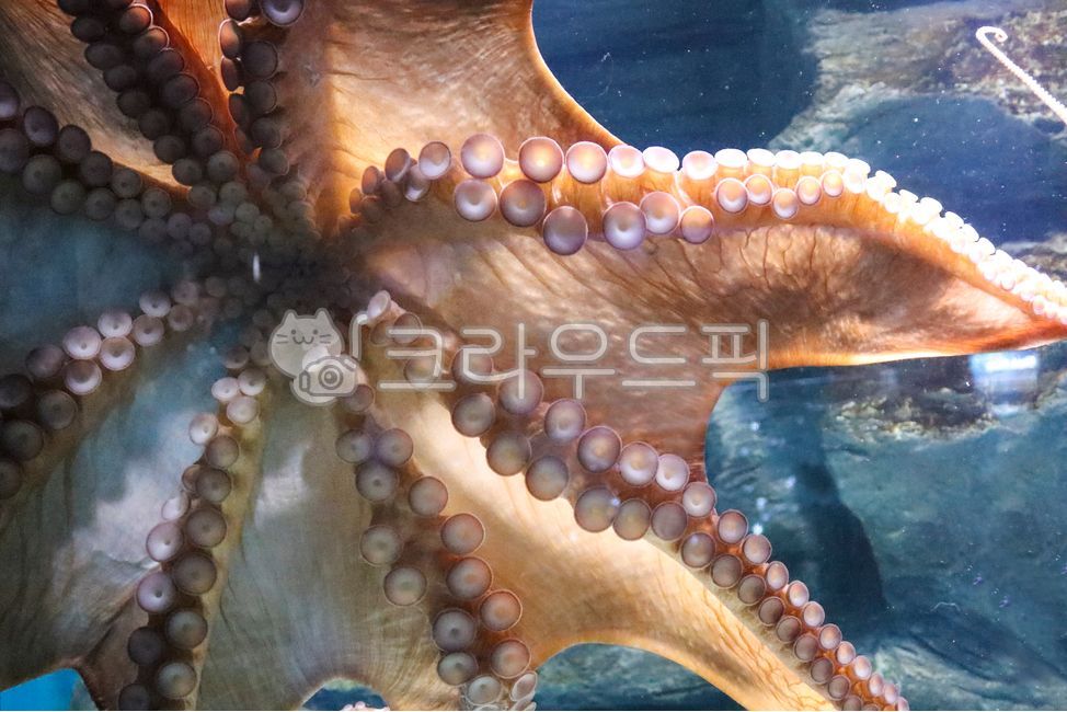 아쿠아리움,문어,대왕문어,대문어,문어다리,바다,빨판,연체동물,수족관,해양생물,자연,바다속,생물,워터,물,octopus,sealife,무척추동물,invertebrate,해양생물