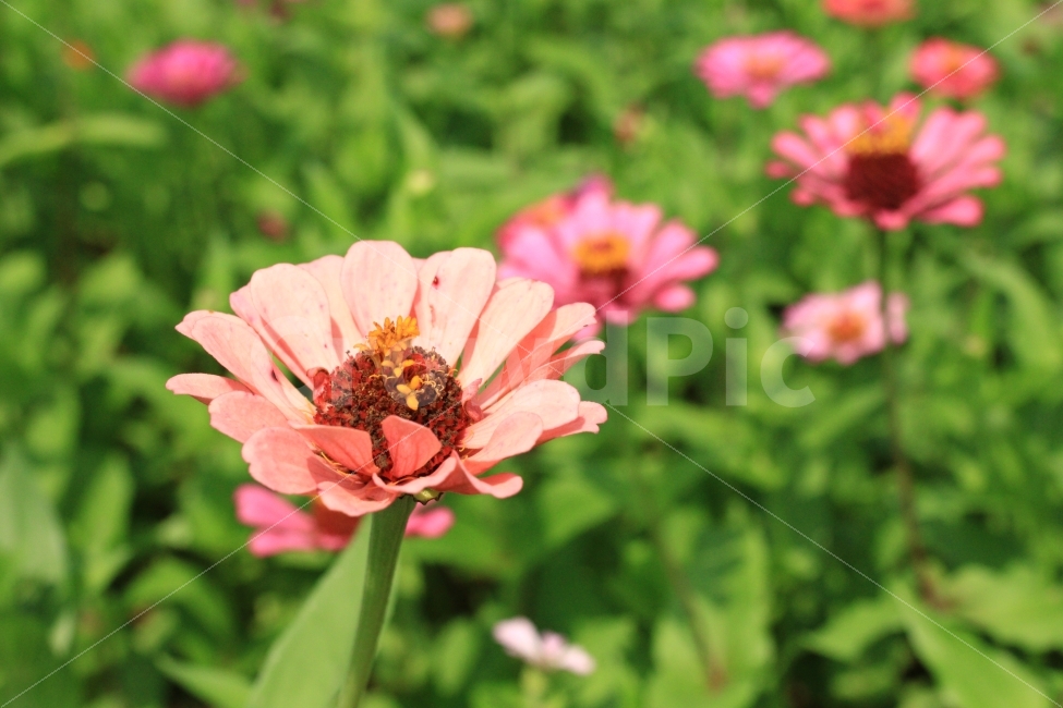 대한민국,고창,천일홍,꽃,여름,꽃밭,가든,여행,식물,자연,plants,nature,꽃,flower