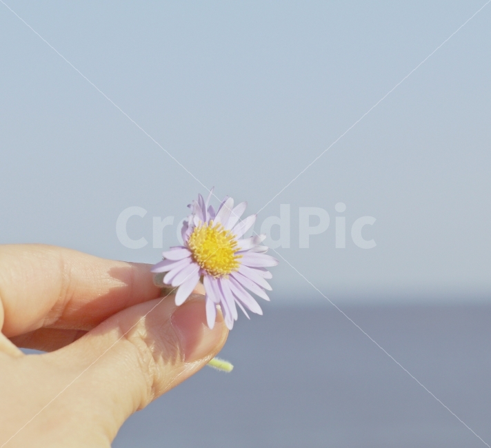 손,꽃,한송이,바다,배경,풍경,자연,식물,자연,plants,nature,꽃,flower,사람,인물,인간,human,person,신체일부,몸,body
