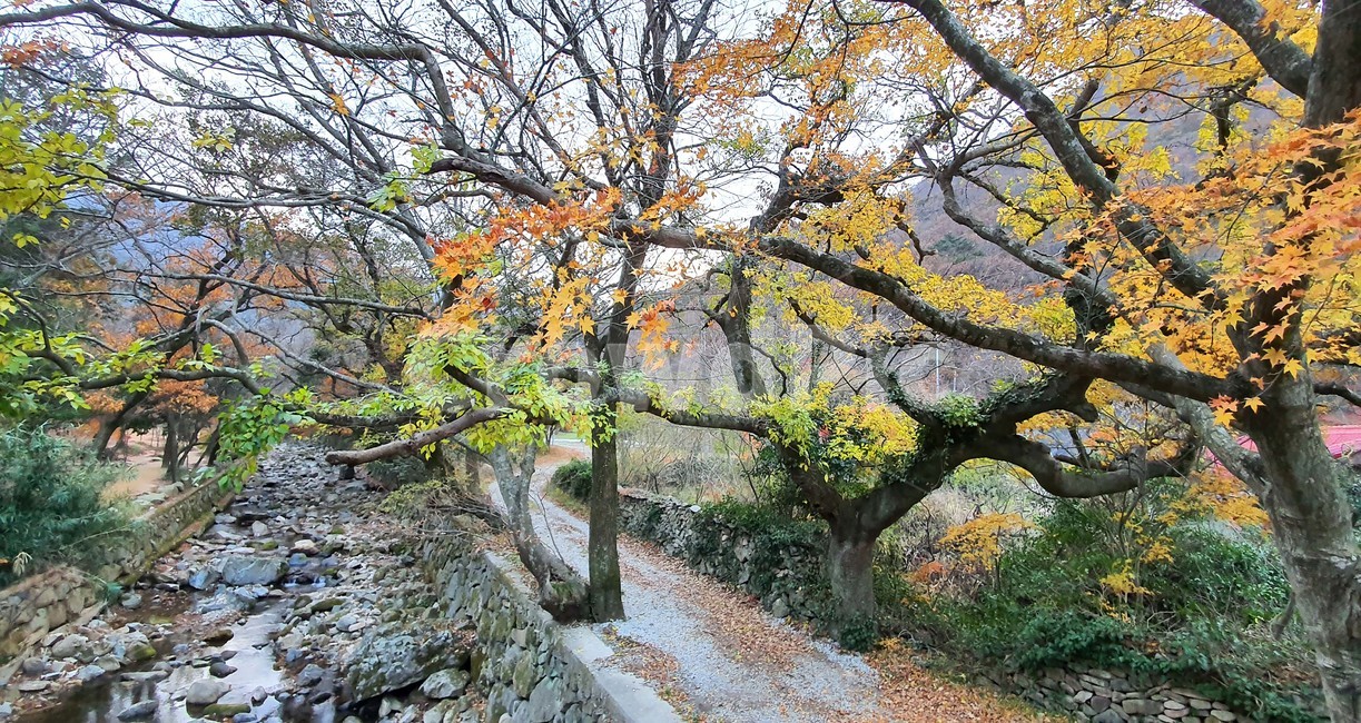 가을,단풍,낙엽,식물,tree,나무,나무줄기Koreafallfoliage