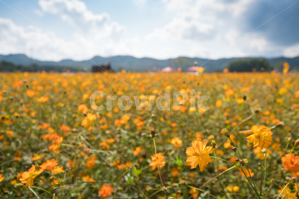 자연,풍경,꽃,꽃밭,식물,flower