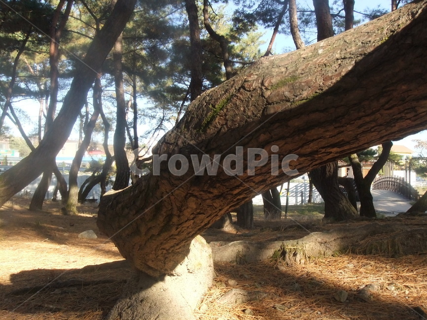 의림지,제천,소나무,나무,유원지,자연,식물,자연,plants,nature,나무,trees,wood