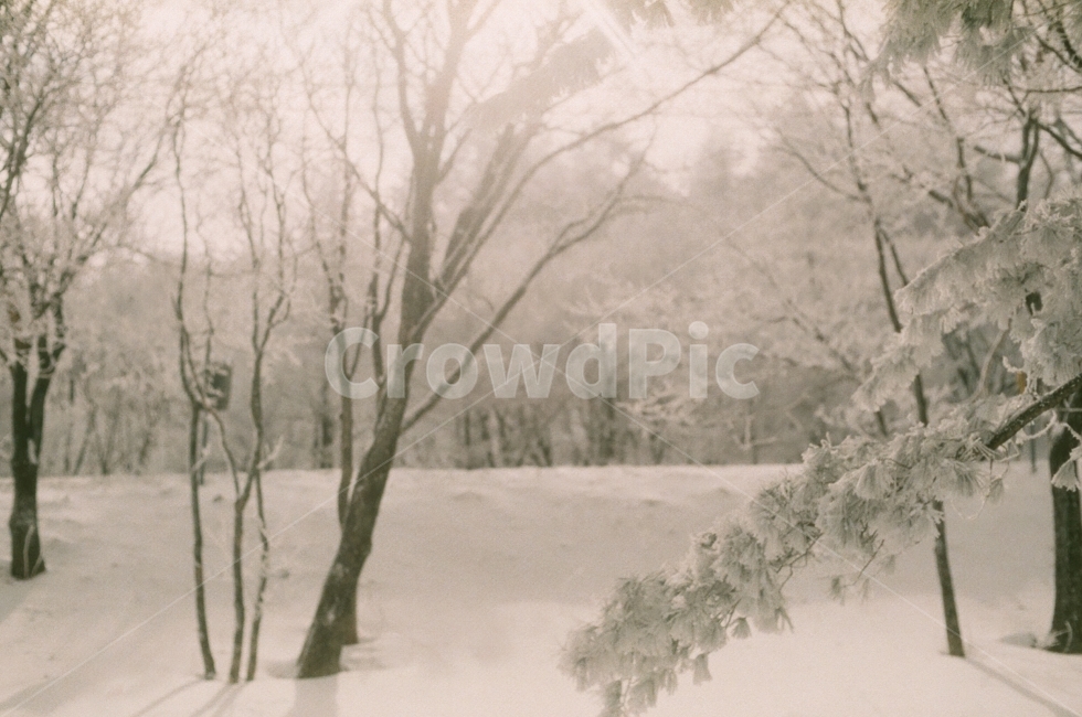 겨울,눈,따뜻한사진,설경,하얀사진,깨끗한사진,눈사진,풍경사진,겨울,계절,winter,season,자연,풍경,nature,landscape,식물,plants,나무,trees,wood,감성,sensible,feeling,휴식,힐링,rest,relaxation,healing,outdoors,옥외,weather,날씨