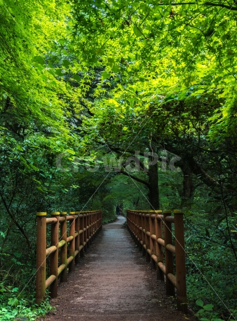 제주도,비자림,나무,숲,다리,나무다리,목조다리,소실점,자연,풍경,nature,landscape,휴식,힐링,rest,relaxation,healing