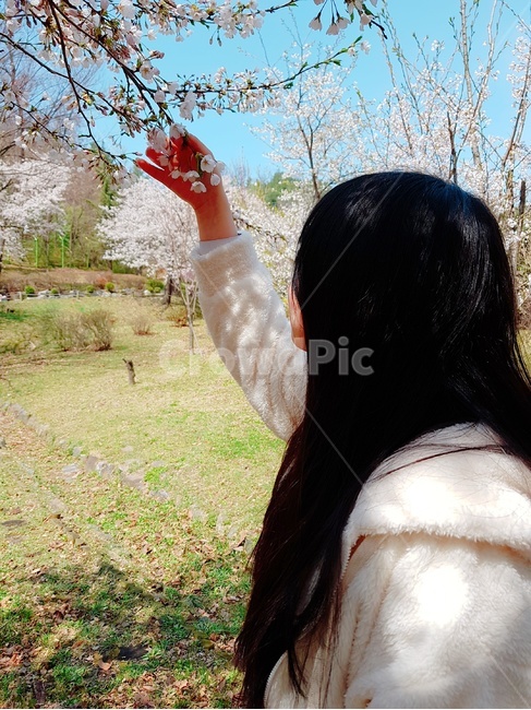 소녀,학생,여성,여자,데이트,셀카,벚꽃,봄,꽃,봄,계절,spring,season,사람,인물,인간,human,person,여성,여자,woman,female,lady