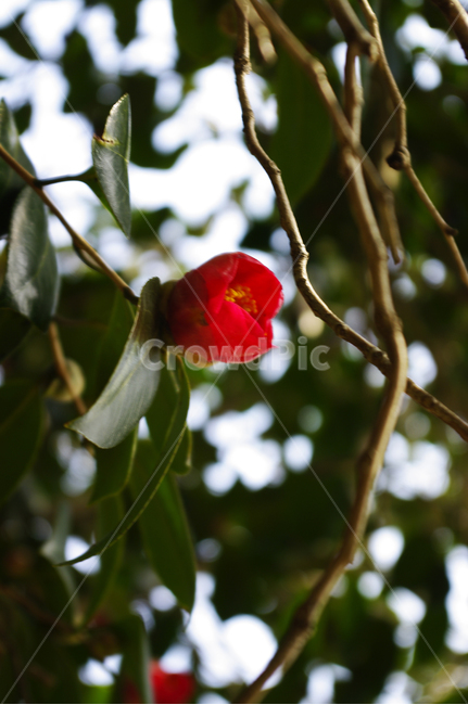 꽃,식물,flower,plant,동백꽃,잎,봄꽃