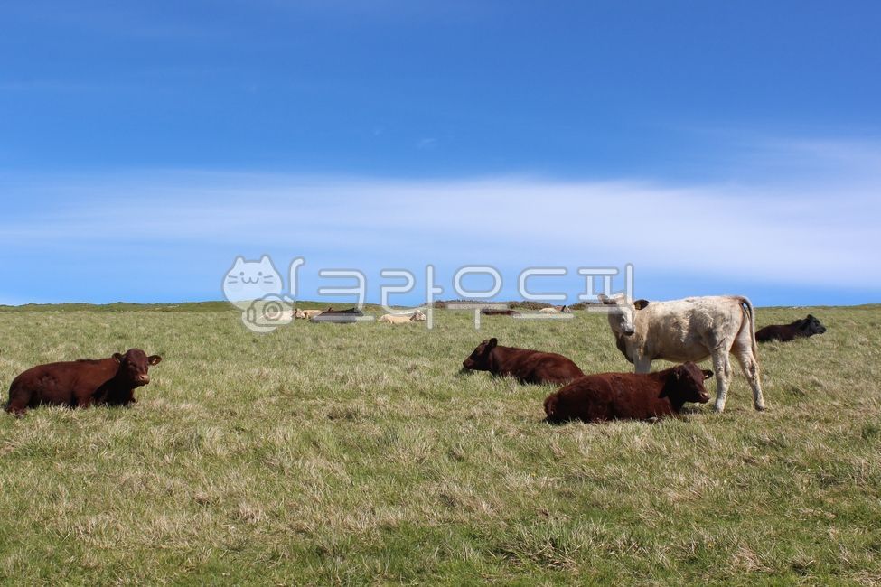 cow, animal, 동물, 포유류, 가축, 사진,이미지,일러스트,캘리그라피 - 다이아박작가