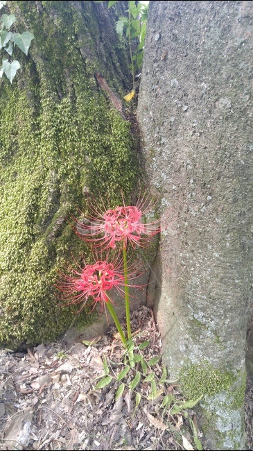 꽃,flower,상사화,식물,자연,식물,자연,plants,nature,꽃,flower