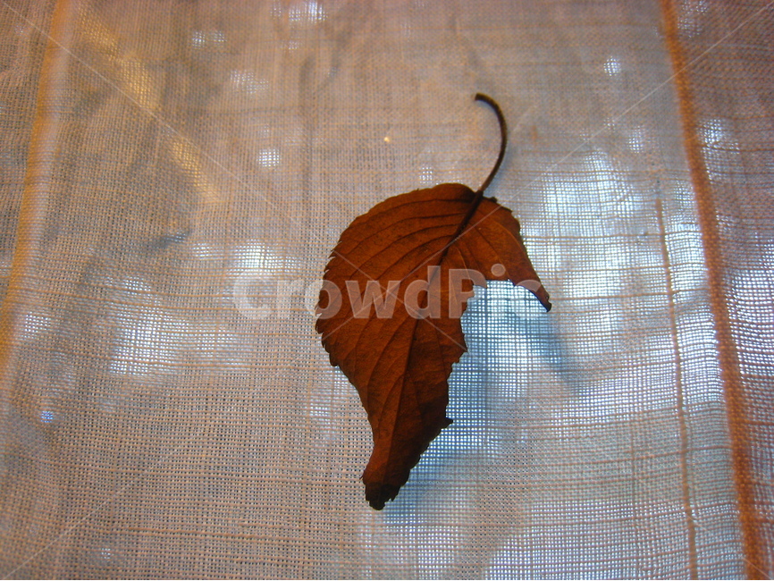 커튼,나뭇잎,배경,감성,인테리어,leaf,dryleaf,background,wallpaper,가을,계절,fall,autumn,season,식물,자연,plants,nature,잎,plant,veins,정맥
