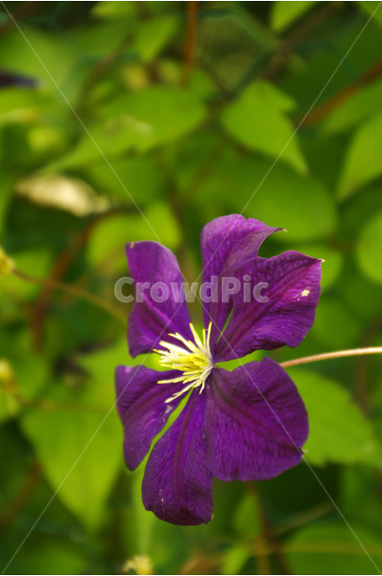 꽃,식물,flower,color,nature,자연,식물,자연,plants,nature,꽃,flower