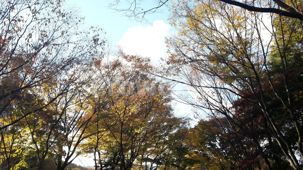 가을,단풍,나무,하늘,아름다움,가을,계절,fall,autumn,season,tree,plant,식물,tree trunk,나무 줄기