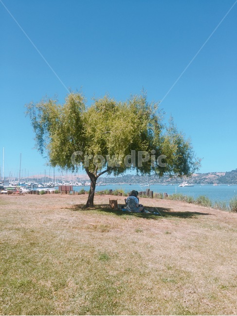 tree,나무,plant,식물,나무그늘,나무,trees,wood