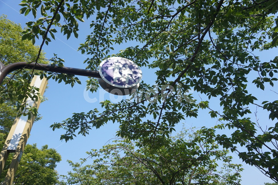여름,여름하늘,나무,표지판,streetsign,tree,sky,summer,summersky,japan,자연,풍경,nature,landscape