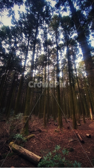tree,나무,빛,light,제주,숲