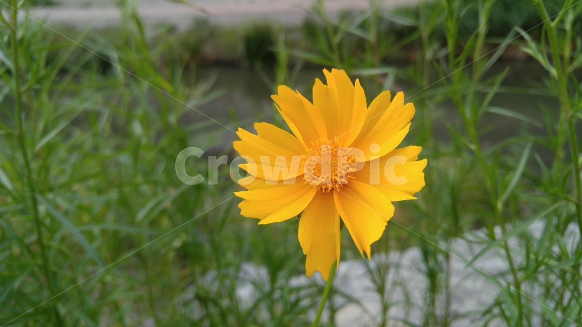 큰금계국,국화,꽃,노랑꽃,노랑색,녹색,식물,배경,감성,계절,flower,yellowflowers,yellow,green,plants,background,emotional,season