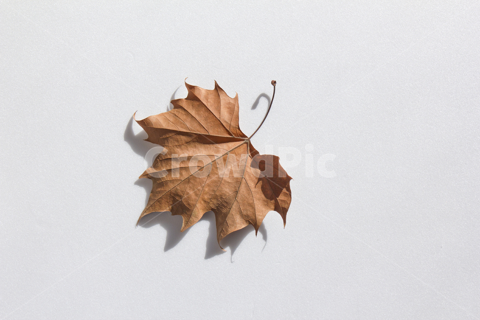 단풍,낙엽,잎,잎사귀,나뭇잎,이파리,자연,식물,단풍잎,갈색,브라운,가을,메이플,계절,탑,탑뷰,뒷면,잎맥,탑앵글,흰배경,메이플잎,플라타너스,가을,계절,fall,autumn,season,식물,자연,plants,nature