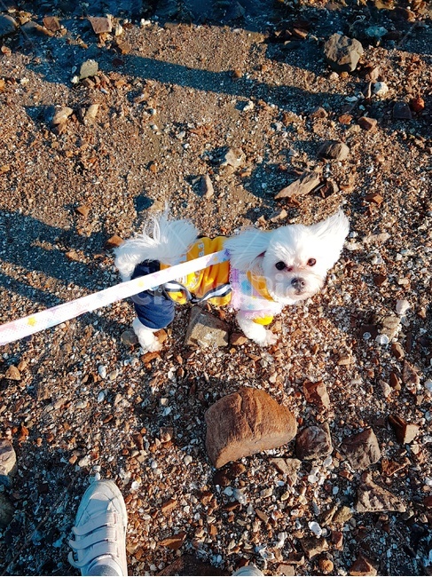 강아지,해변,바다,개,산책,동물,animal,포유류,mammal,개,강아지,dog,doggy