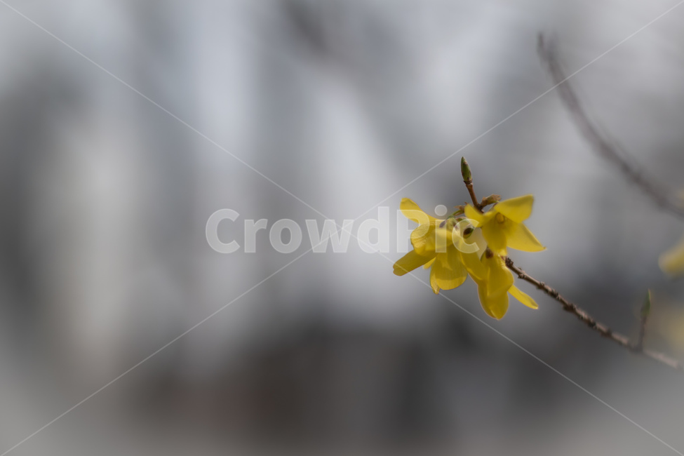 봄,꽃,flower,개나리,노랑