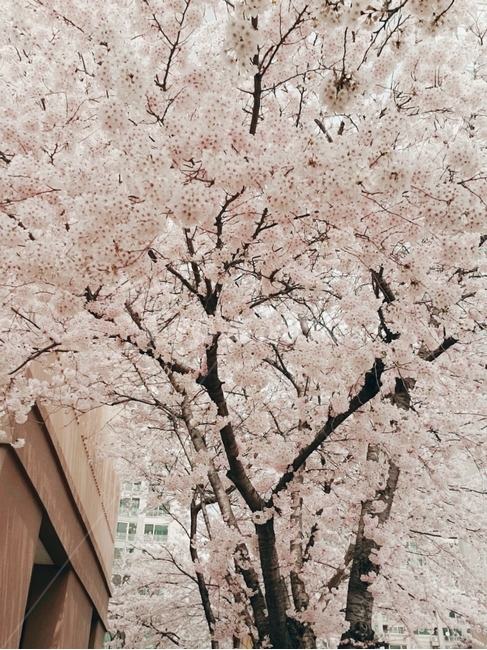 plant,식물,flower,꽃,blossom,벗꽃