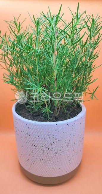pot,plant,Rosemary,herb plant,Herb
