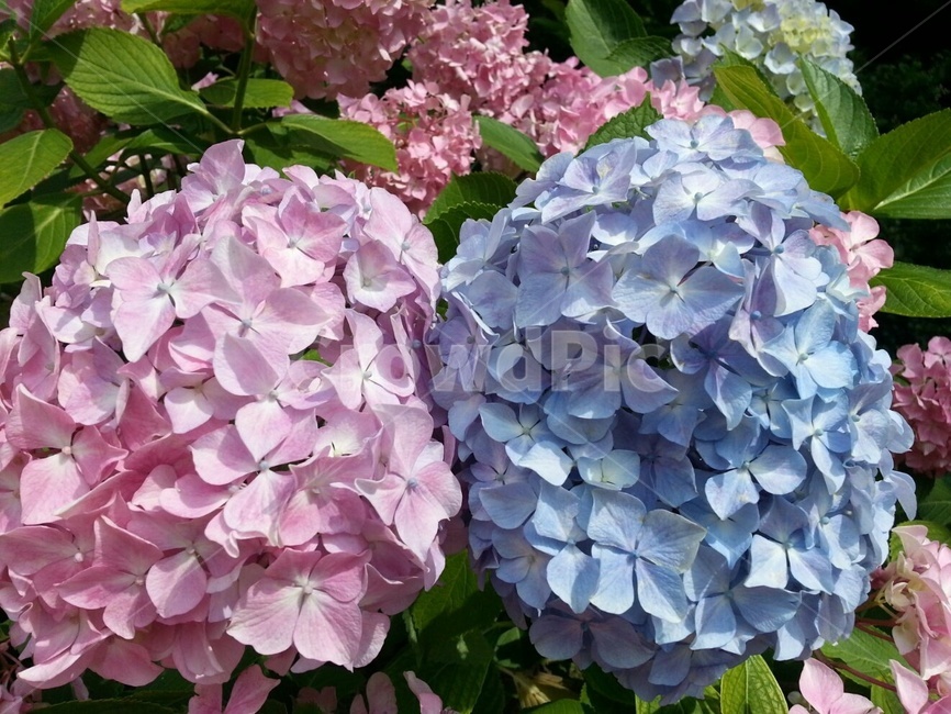 수국,꽃,핑크수국,봄,봉우리,탐스럼,만개